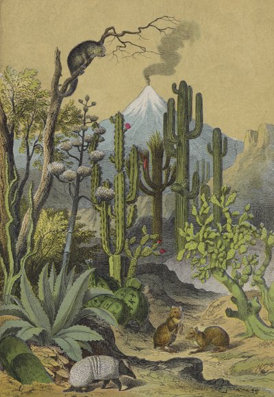 Animali e piante del Messico da European School