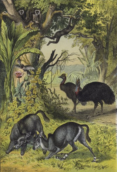 Animali e piante dell