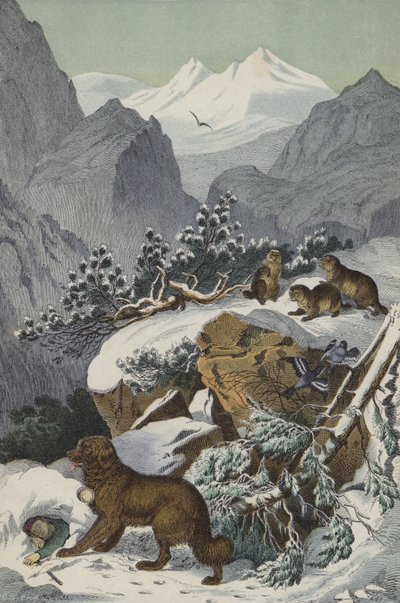 Animali e piante delle Alpi da European School