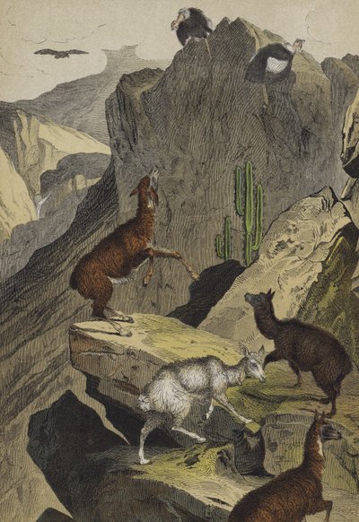 Animali e piante delle Ande da European School
