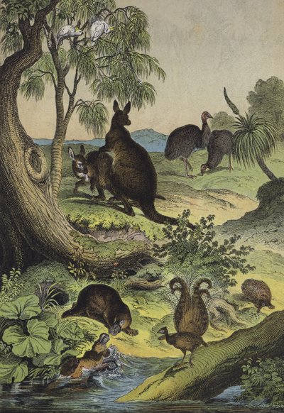 Animali e piante dell