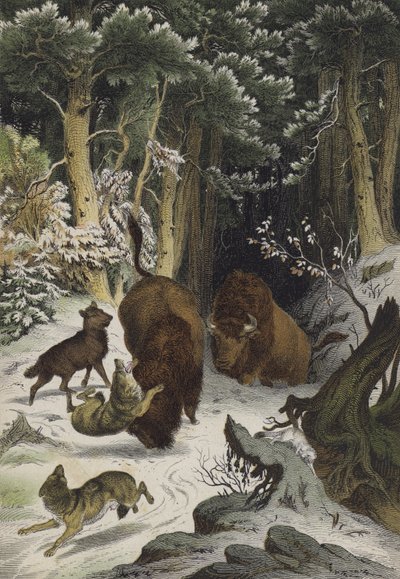 Animali e piante della Foresta di Bialowicz, Lituania (litografia a colori) da European School