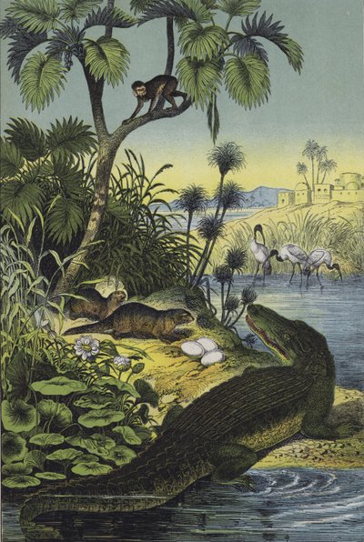 Animali e Piante della Valle del Nilo da European School