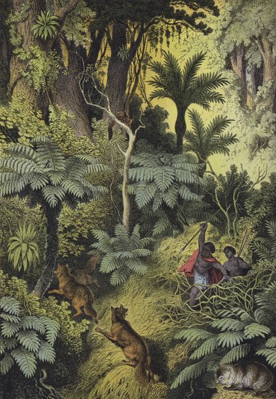 Animali e Piante delle Foreste Costiere dell