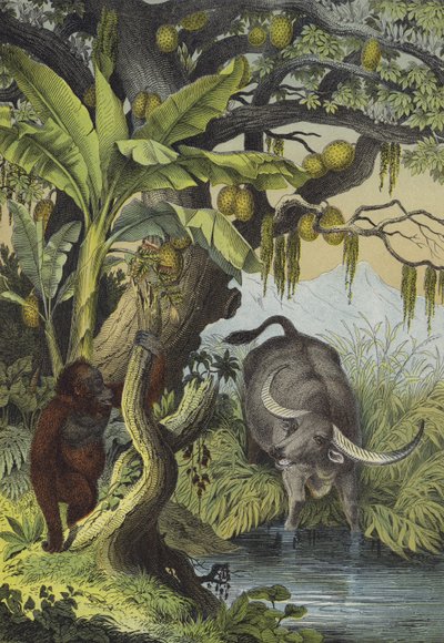 Animali e piante delle isole dell
