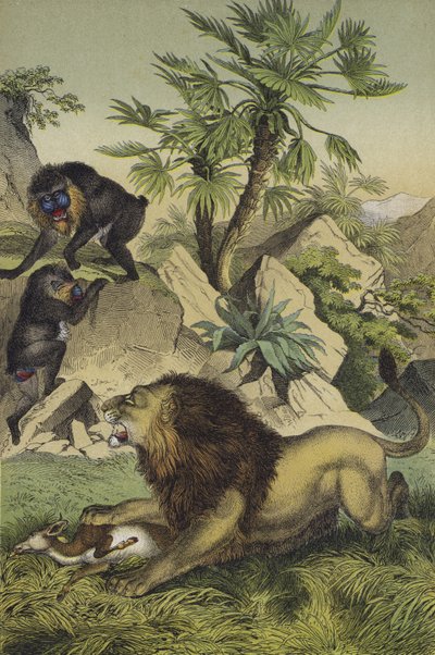 Animali e piante delle foreste montane della costa dell
