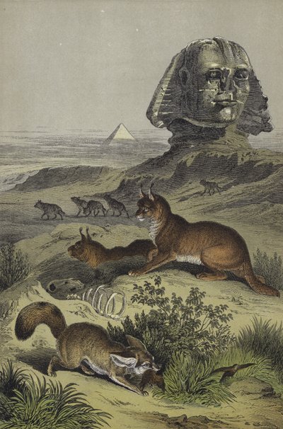 Animali dell