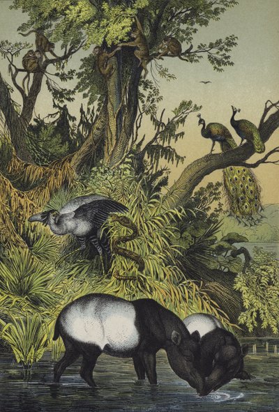 Animali di Malacca e Sumatra da European School