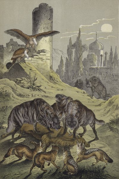 Animali del Nord Africa da European School