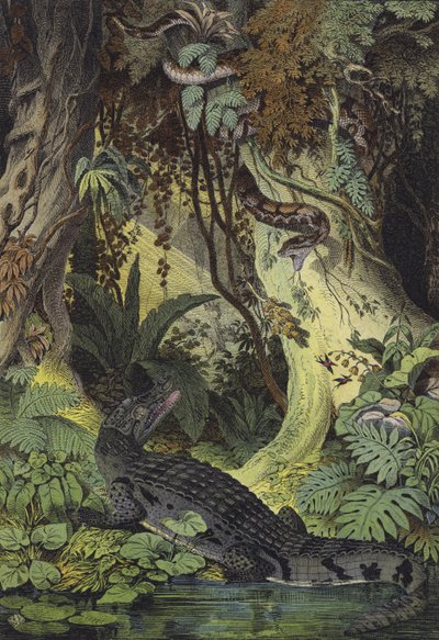 Animali delle giungle amazzoniche del Brasile da European School