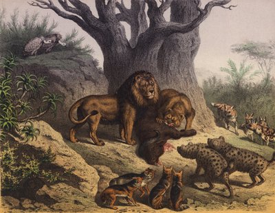 Animali del Capo di Buona Speranza da European School