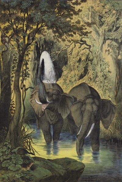 Animali delle foreste paludose del Sudan da European School