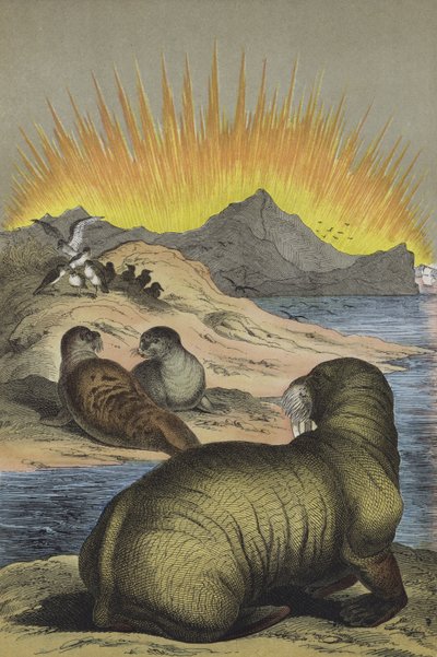 Animali della regione del Polo Nord (litografia a colori) da European School