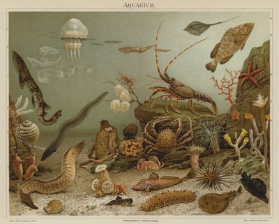 Acquario da European School
