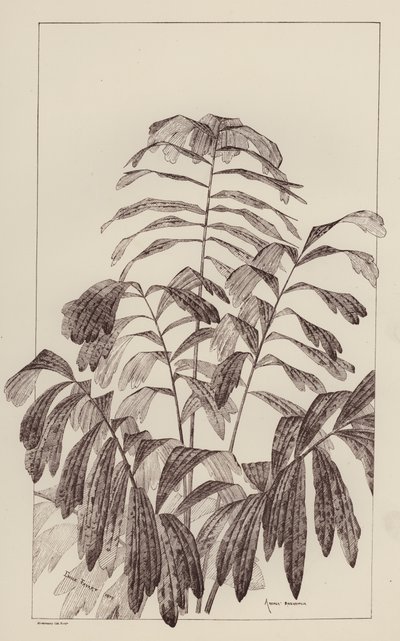 Arenga Saccaritlia (litografia) da European School