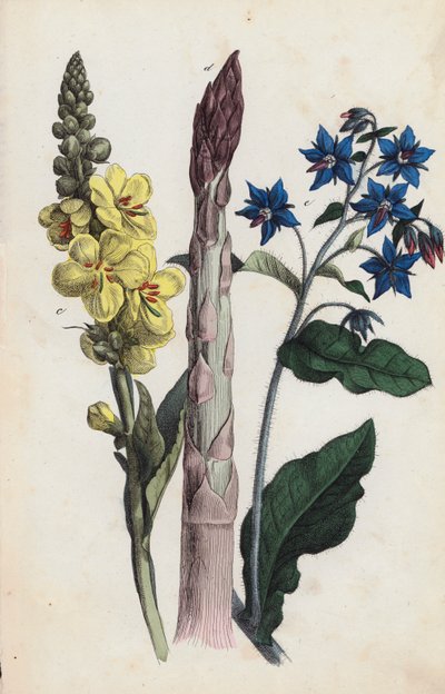 Asparagi e fiori (litografia a colori) da European School
