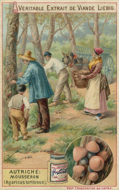 Austria: mousseron (Agaricus torilosus) da European School