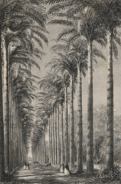 Viale di palme nel giardino botanico di Rio de Janeiro da European School