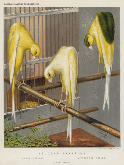 Canarini belgi, Giallo Chiaro, Giallo Variegato, Buff Chiaro da European School