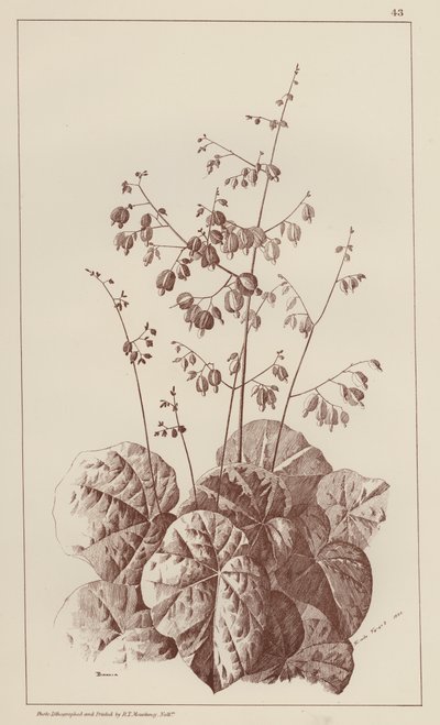 Bigonia (litografia) da European School
