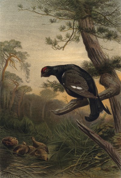 Gallo cedrone da European School