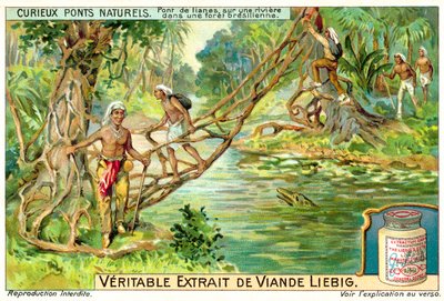 Ponte formato da liane su un fiume nella foresta pluviale brasiliana da European School