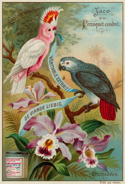 Cacatua Rosalbin, Pappagallo Cenerino e Orchidee da European School