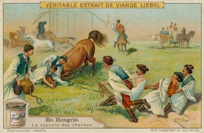 Cattura di un cavallo da European School