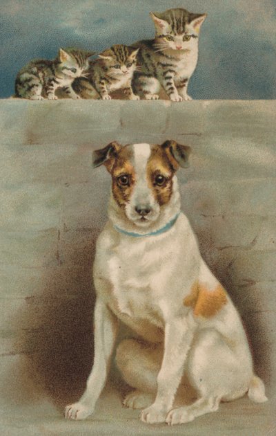 Gatti che osservano un cane da European School