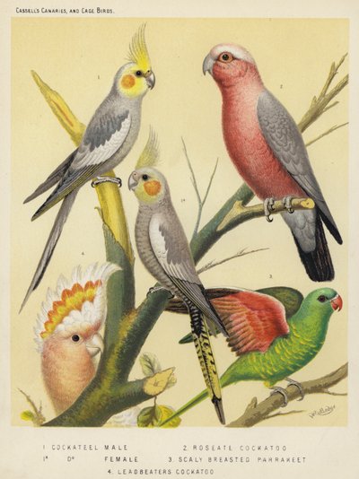 Cacatua, maschio, femmina, cacatua rosato, parrocchetto squamoso, cacatua di Leadbeater da European School