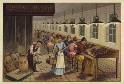 Impianto di lavorazione del cacao da European School