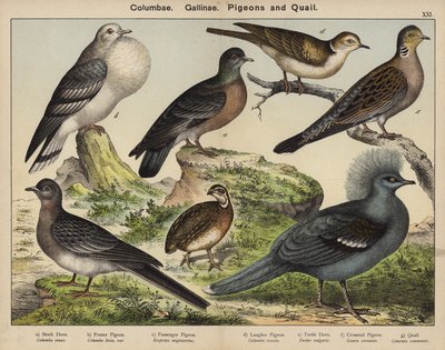 Columbae, Gallinae, Piccioni e Quaglie da European School