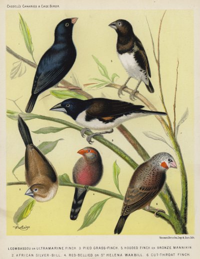 Combassou o Diamante ultramarino, Diamante pezzato, Diamante cappuccio o Mannichino di bronzo, Diamante argentato africano, Diamante pancia rossa o Diamante di Sant