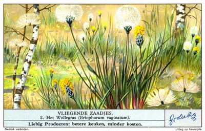 Erba di cotone (Eriophorum vaginatum) (cromolito) da European School