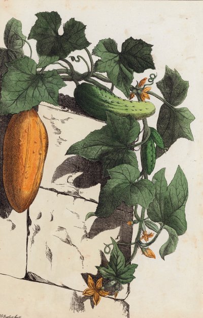 Pianta di cetriolo (litografia a colori) da European School