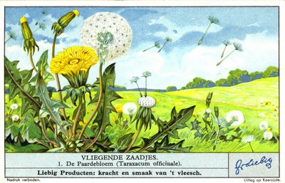 Tarassaco (Taraxacum officinale) (cromolito) da European School