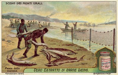 Pesca dello storione da European School