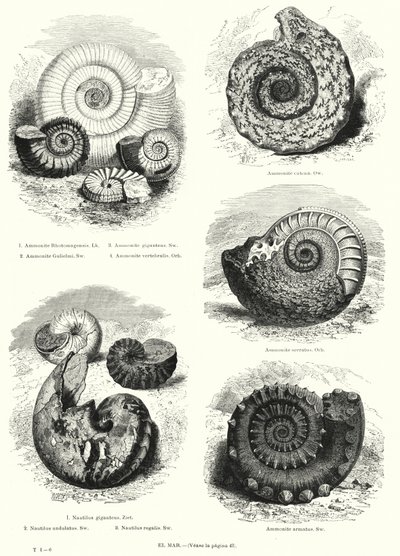 Fossili di ammoniti e nautilus da European School