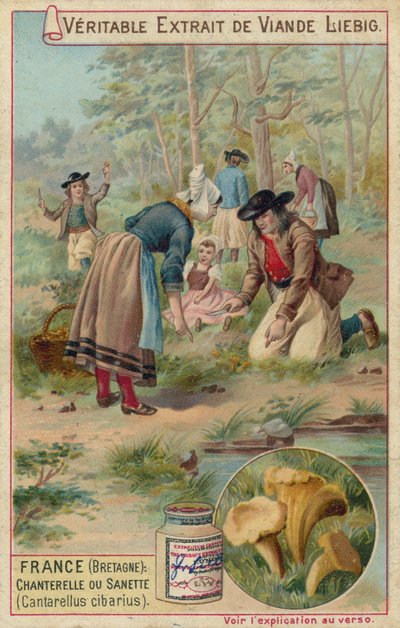Francia (Bretagna): finferli (Cantarellus cibarius) da European School