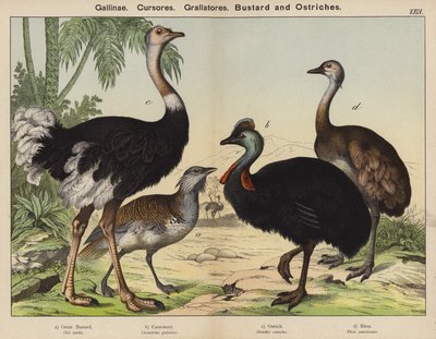 Galliformi, Corridori, Grallatori, Otarda e Struzzi da European School
