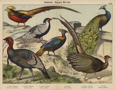 Gallinae, Uccelli da Caccia da European School