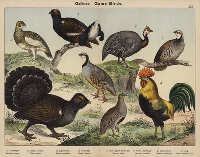 Galliformi, uccelli da caccia da European School