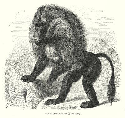 Babbuino Gelada (incisione) da European School