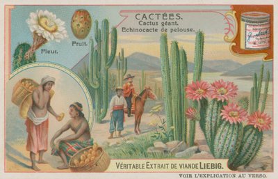 Cactus gigante con fiori e frutti da European School