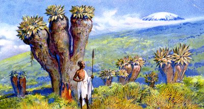 Giant Groundsel, Kilimanjaro, Africa da European School