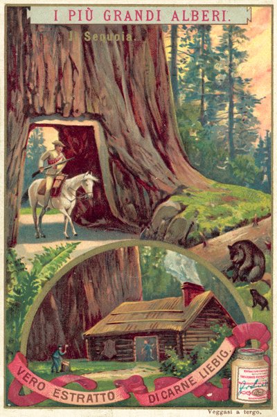 Albero di sequoia gigante da European School