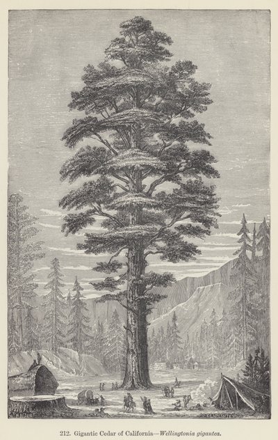 Cedro gigante della California, Wellingtonia gigantea da European School