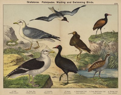 Grallatores, Palmipedi, Uccelli acquatici e nuotatori da European School