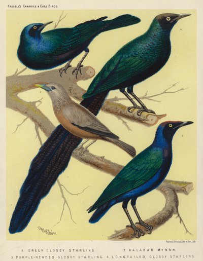 Storno lucido verde, Myna del Malabar, Storno lucido testa viola, Storno lucido coda lunga da European School