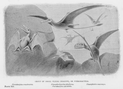 Gruppo di piccoli draghi volanti, o Pterodattili (litografia) da European School